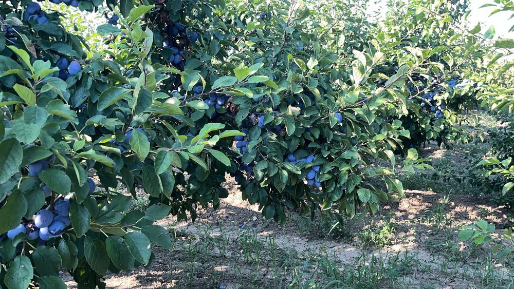 Prune foarte coapte și gustoase ideale pt pălincă, gem, compot …. !!!