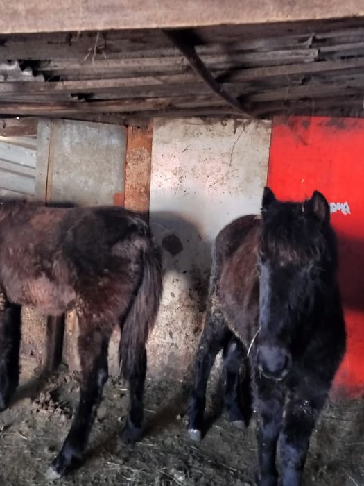 Продаю Жерябят от 350000тг