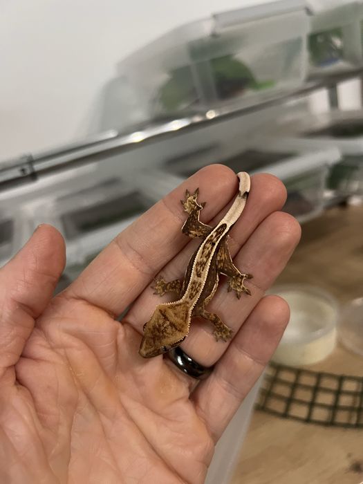 Soparla crested gecko si chahoua gecko