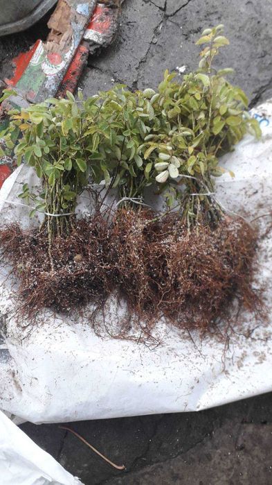 Trandafiri de dulceata din Bulgaria, varsta 2 sezoane pepiniera +Bonus