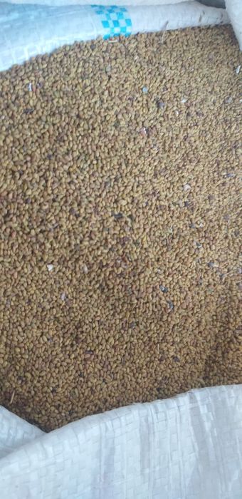 Жоңышқа ұрык сатылады 2100