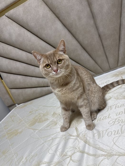 Отдам, 2025 март, мальчик