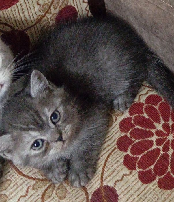 Британские короткошерстные котята