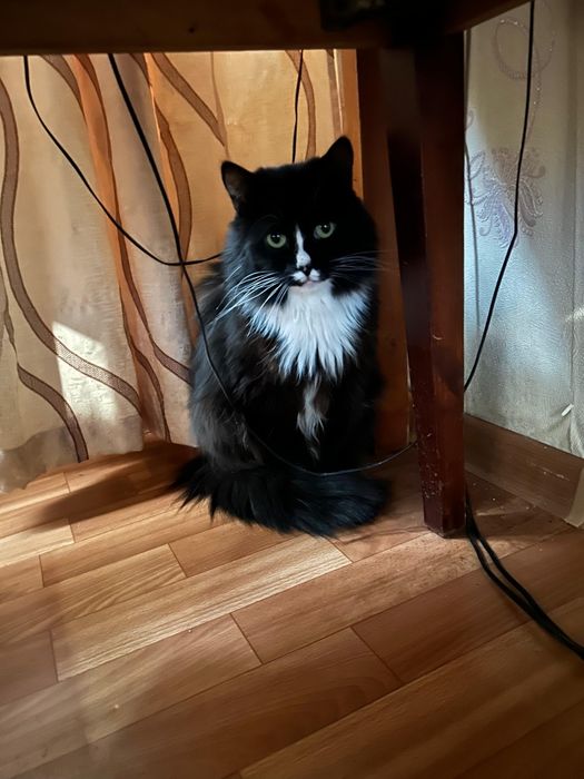 Ищем дом для котиков и кошечек