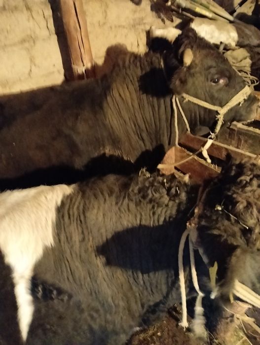 Бука откорм Бык сатылады