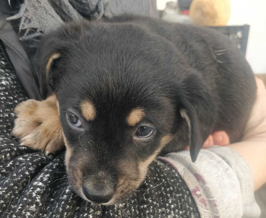 Две малки бонбончета си търсят любящ стопанин