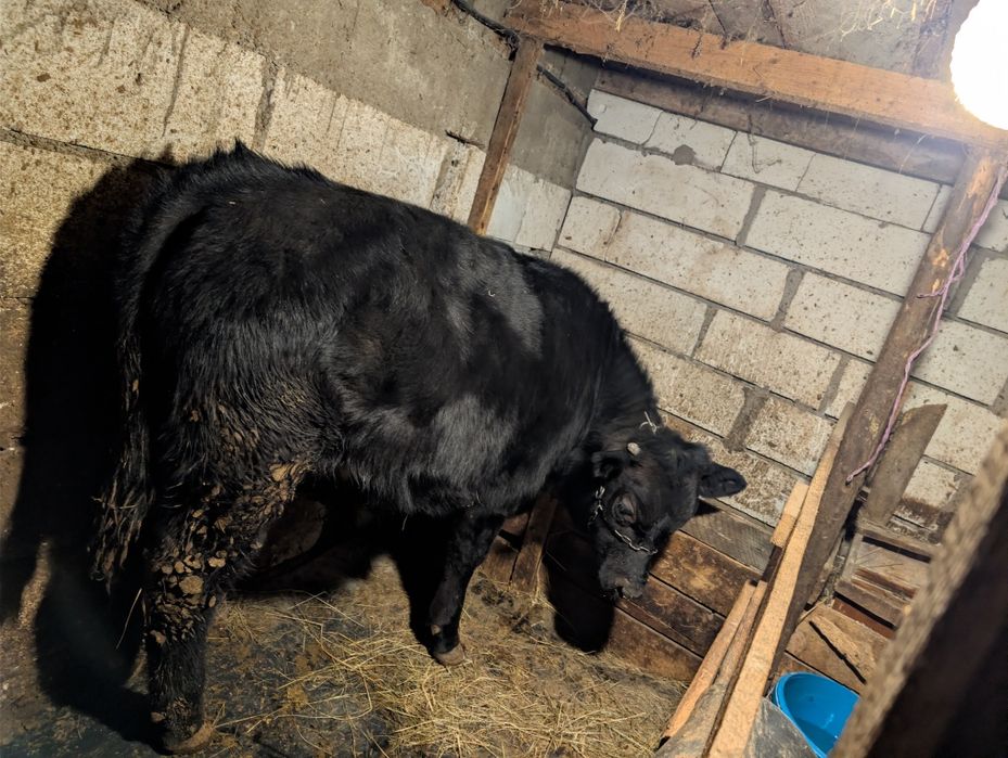 Vând vițel și vacă