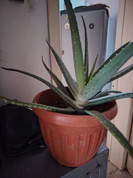 Продам алое домашние