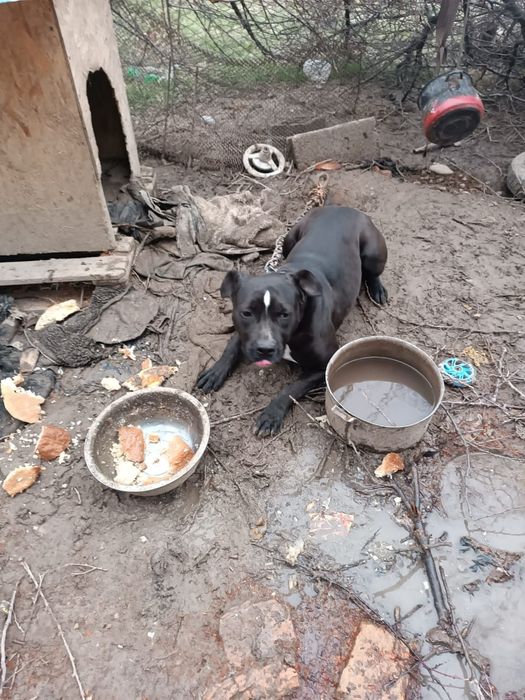 Питбуль Чисто 1.2 года Бесплатно