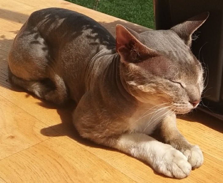 Пропал кот. Нижняя пятилетка.