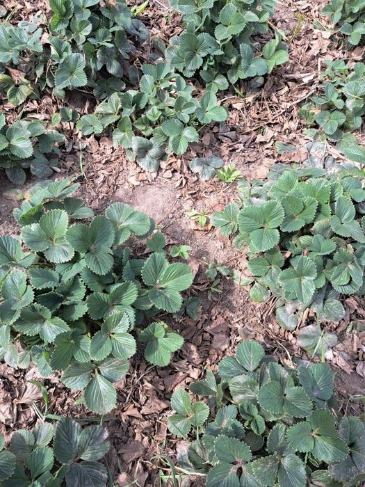 Продам  рассаду  клубники