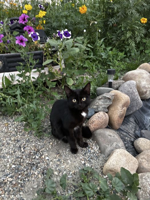 Прибился котенок девочка