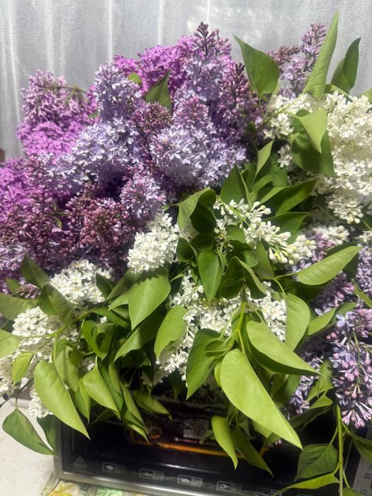 Продается сирень.