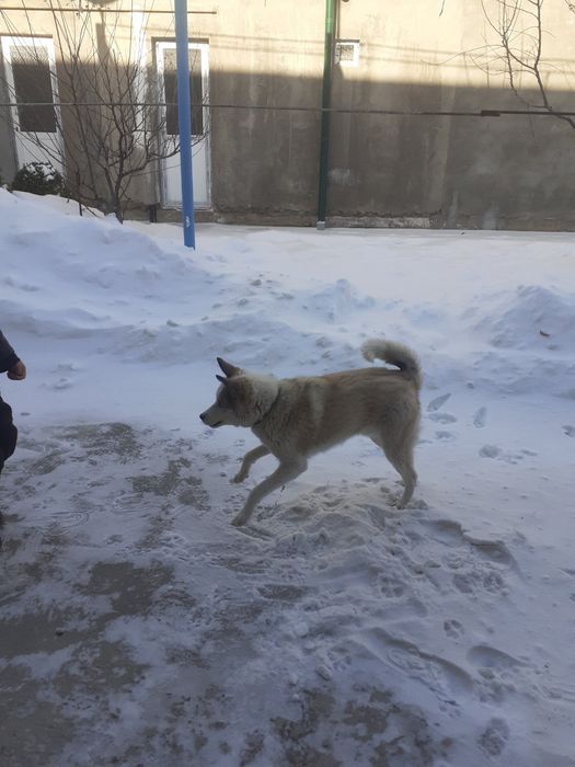 Продается Лайка 5 мес