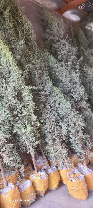 Можжевельник кучатлари Тошкентга келди