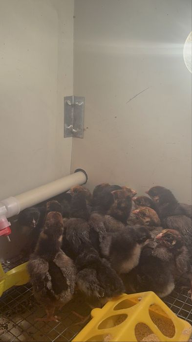 Кучинская юбилейнаяСицевая