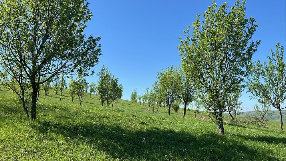 Teren extravilan/livadă tanara