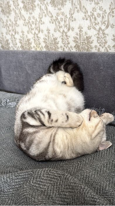 Отдам кошку пародистую в добрые руки