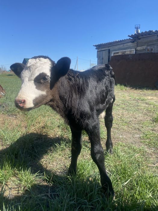 Бузау сатам еркек