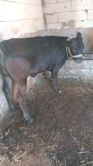 Doua vitele angus 220 kg și 180 kg