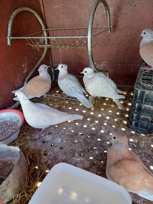 Turturele râzătoare motate