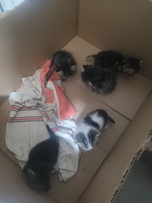 Дарю котят в добрые руки