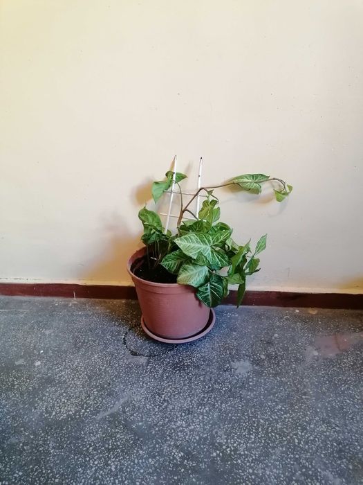 De vânzare plante de apartament