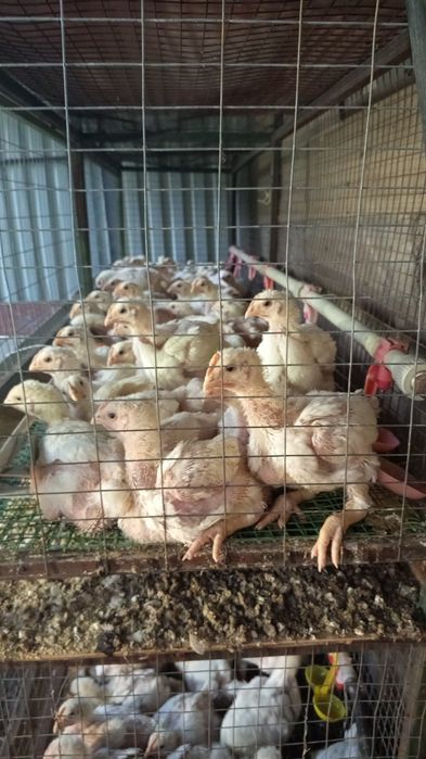 Продам цеплят бройлеров