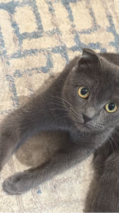 Кошка продам шымкент