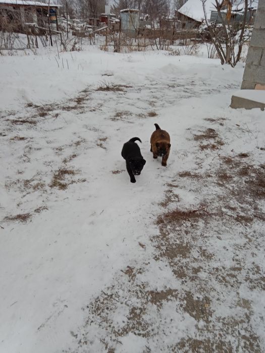 Щенки в хорошие руки