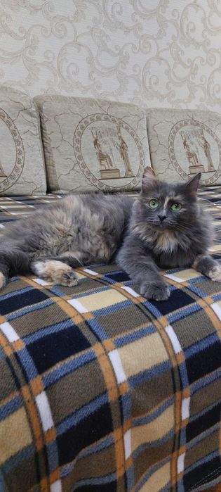 Отдам В добрые руки