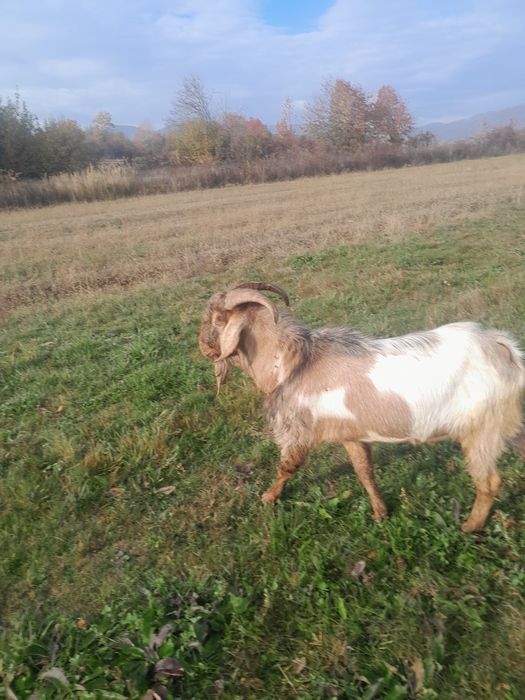 Vând țap anglonubian