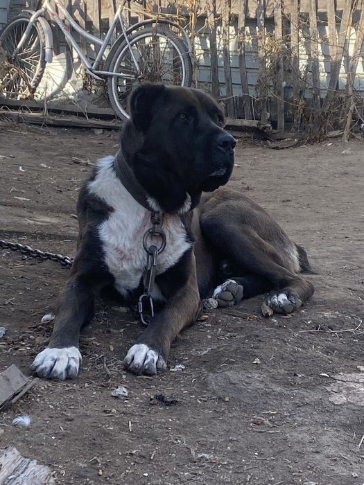 Вязка Сао Алабай Тобет