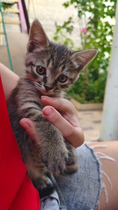 Котенок очень умный