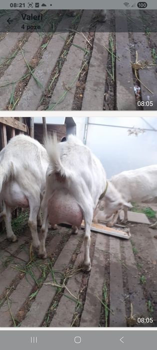 Capre sannen cu lapte fara iezi