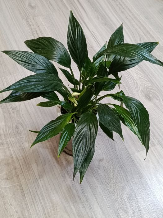 Продам спацифиллум, женское счастье