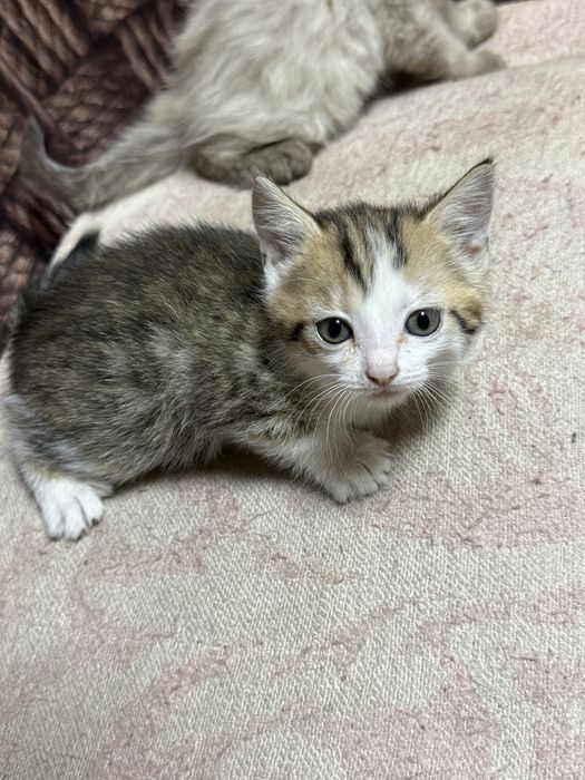 Отдам девочку котенка в добрые руки