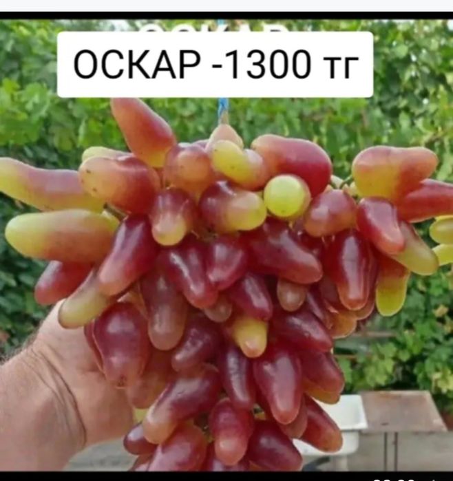 Элиталық жүзімдер ,21 түрлі сорт