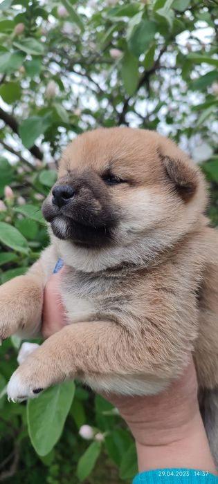 Малышки и Малыши Сиба ину