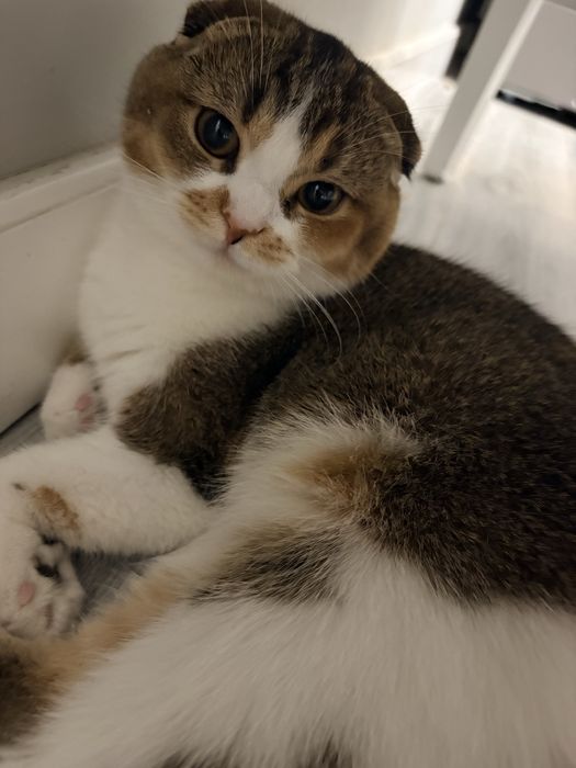 Скоттиш фолд. Девочка