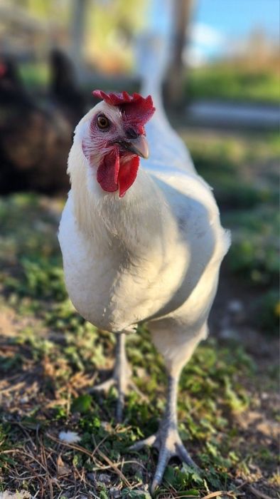 Куры несушки ДОСТАВКА