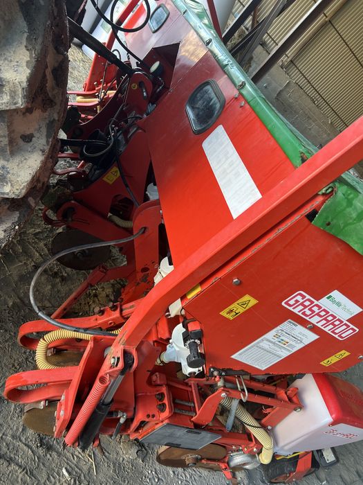 Semanataore maschio gaspardo