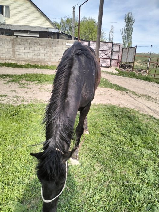 Қара пішпе  дөнен сатылады!