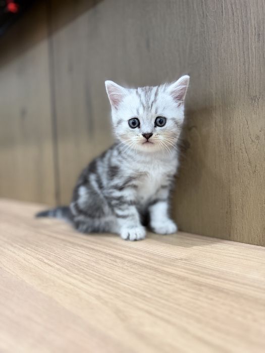 Продам котенка шотландца