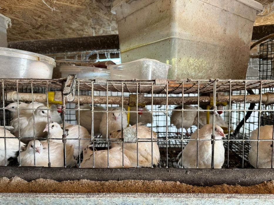 Продаю перепелов молодых