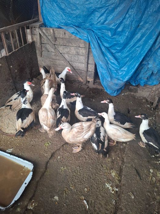 Неми патици-юрдечки