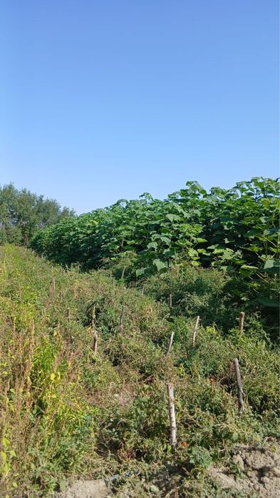 Павловния гибрид