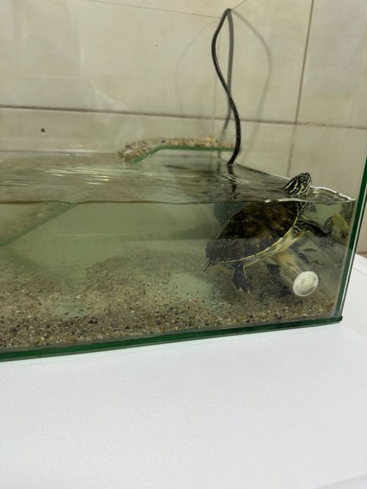Vand Broască țestoasă  adult ( 3 luni )
