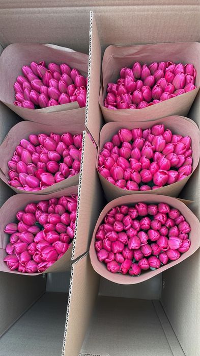 Тюльпаны голландские