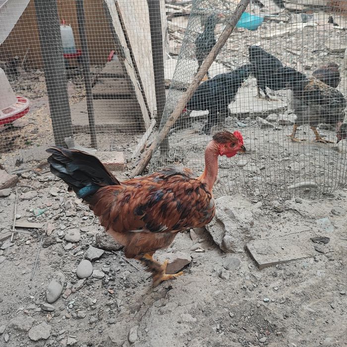 Cocoșei Mai 2026 Gat Golaș si Olive Egger